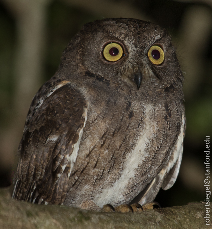 Scops owl